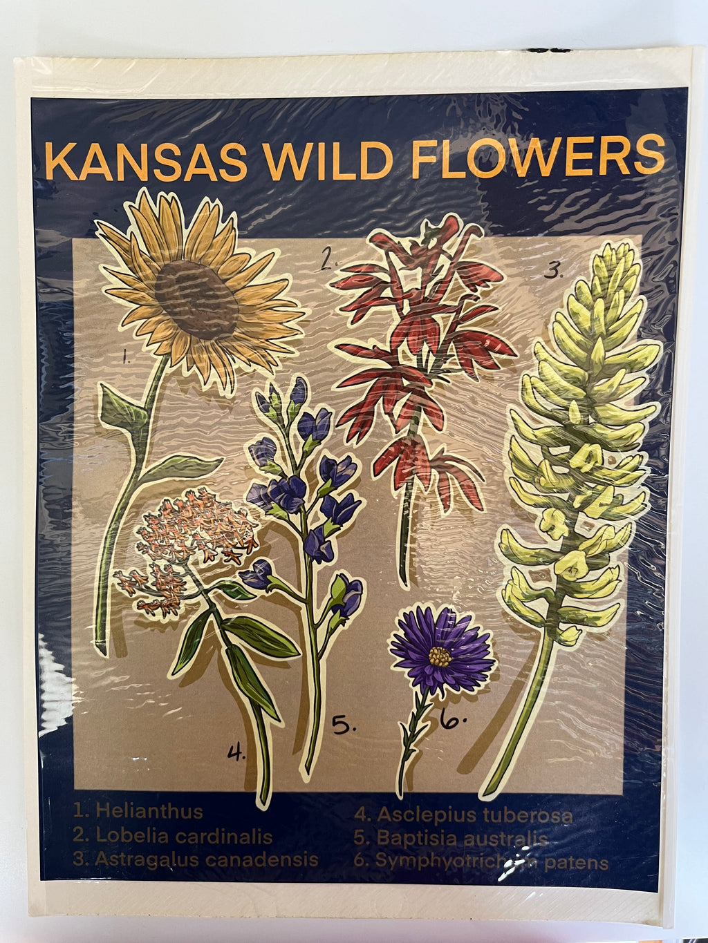 V.P. Artistry Print - Kansas Wild Flowers