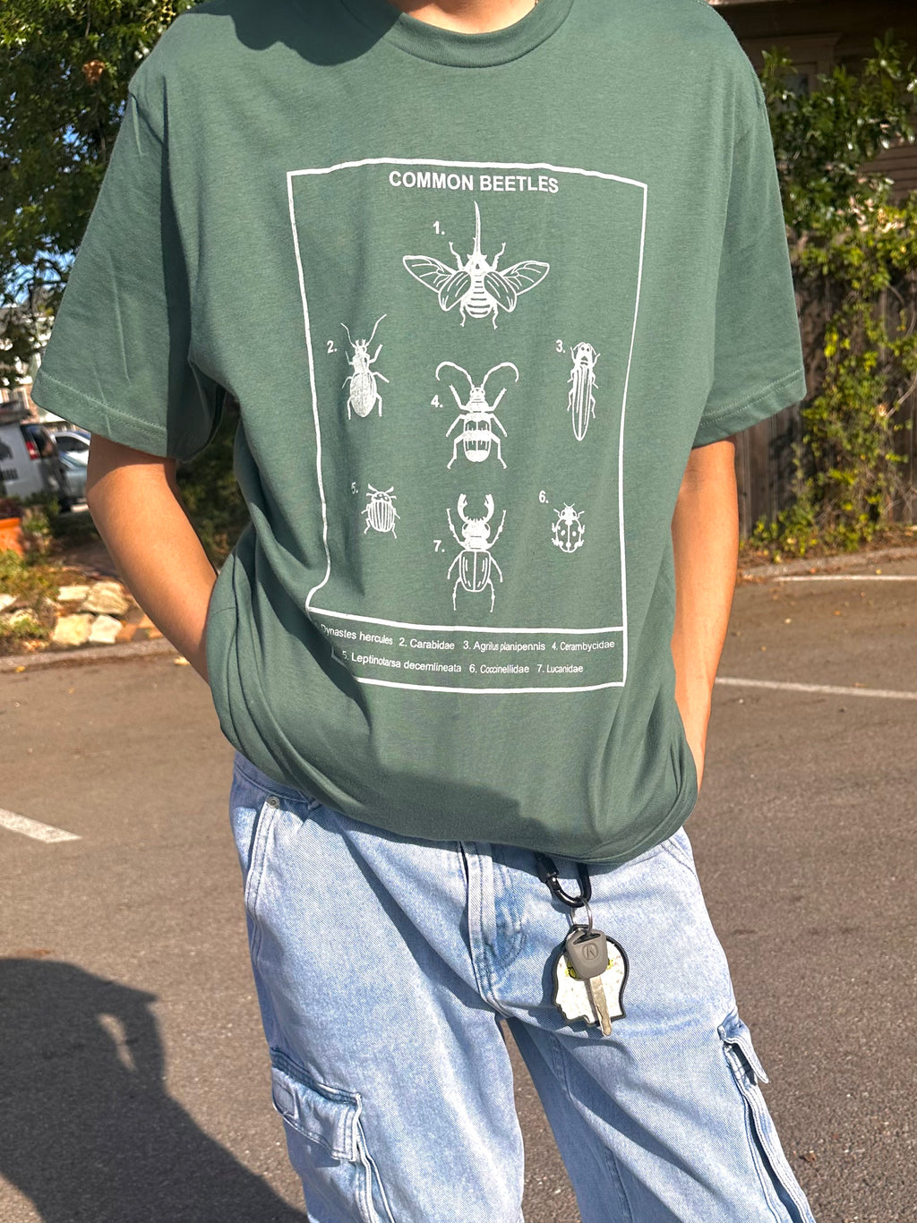 Instectology: Common Beetles