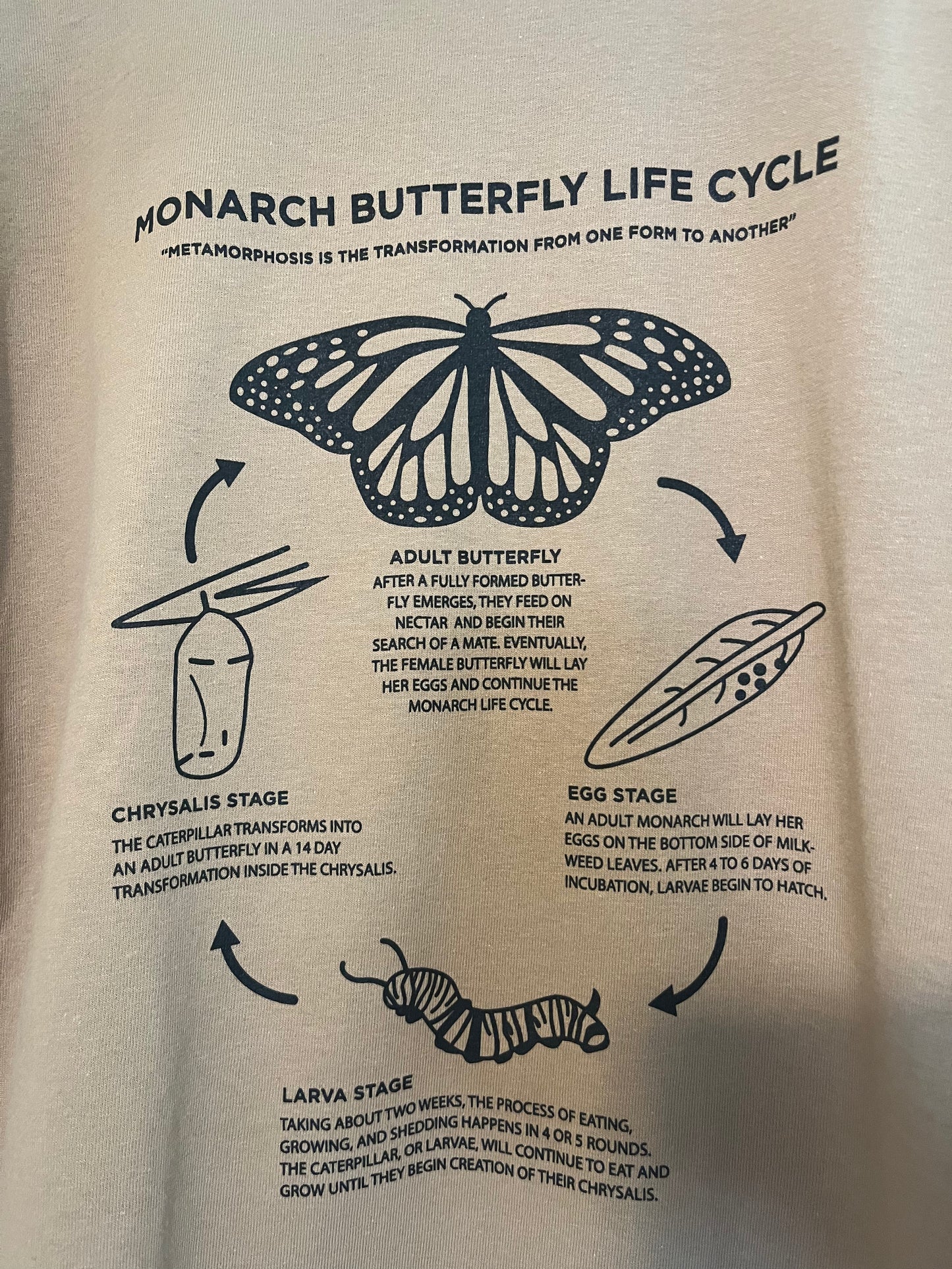 Insectology: Monarch Life Cycle